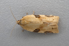 Clepsis spectrana