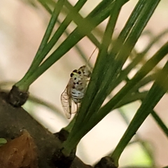 Stenopsocidae