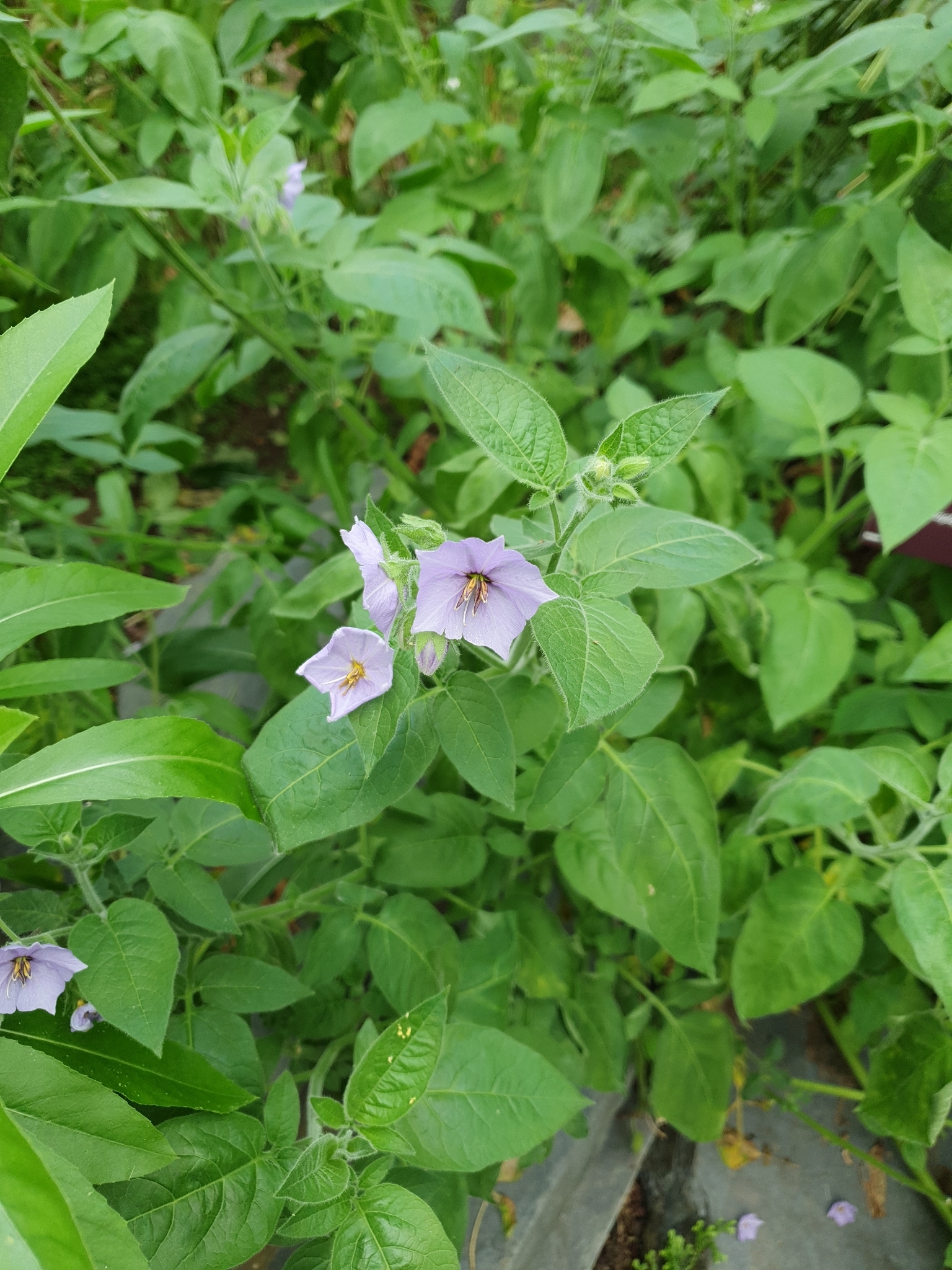 Solanum trisectum