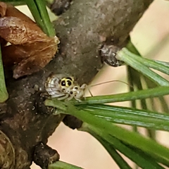 Stenopsocidae