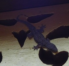 Hemidactylus platyurus