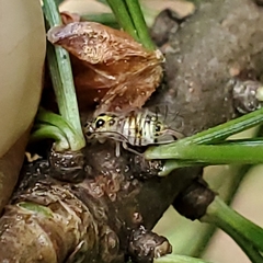 Stenopsocidae