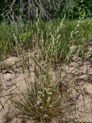 Festuca beckeri