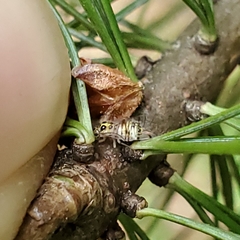 Stenopsocidae