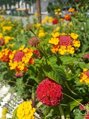 Lantana camara
