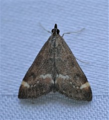 Pyrausta nicalis