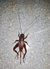 Teleogryllus derelictus