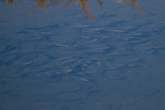 Fundulus parvipinnis