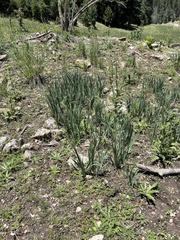 Iris missouriensis