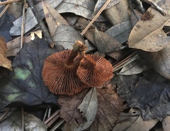 Lactarius subserifluus
