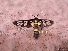 Amata sperbius