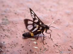 Amata sperbius