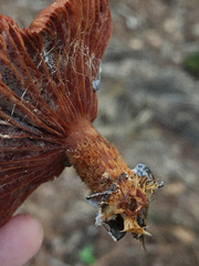 Lactarius subserifluus
