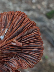 Lactarius subserifluus