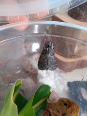 Isognathus allamandae