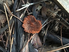 Lactarius subserifluus