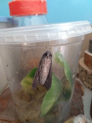 Isognathus allamandae