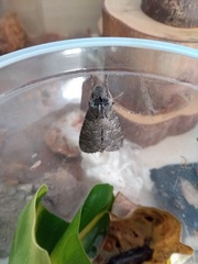 Isognathus allamandae