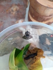 Isognathus allamandae