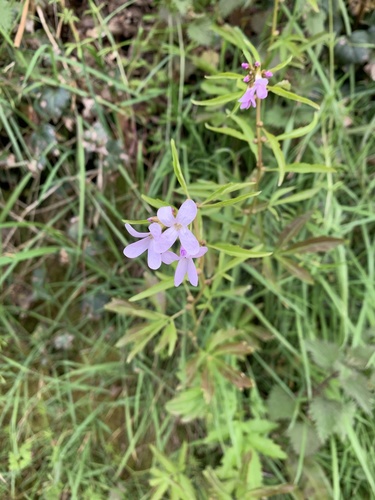 Coralroot bittercress (Cardamine bulbifera)