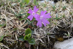 Primula clusiana