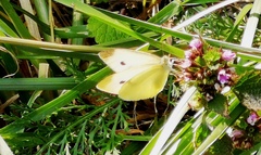 Pieris