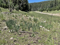 Iris missouriensis