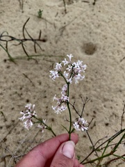 Asperula graveolens