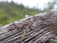 Imshaugia placorodia