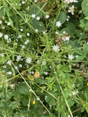 Stellaria graminea