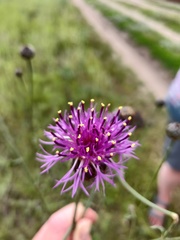 Centaurea scabiosa adpressa