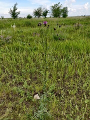 Centaurea scabiosa adpressa