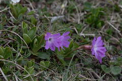 Primula clusiana