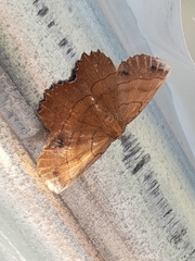 Euchlaena johnsonaria