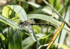 Onychogomphus forcipatus