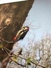 Dendrocopos major