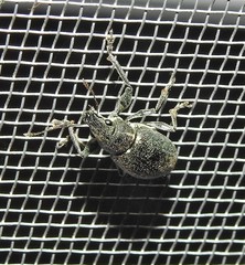 Naupactus versatilis