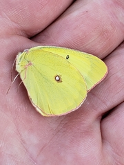 Colias interior