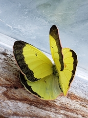 Colias interior