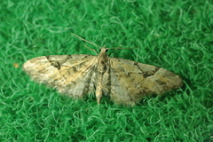 Eupithecia lanceata