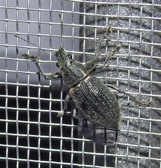 Naupactus versatilis