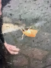 Lepidoptera
