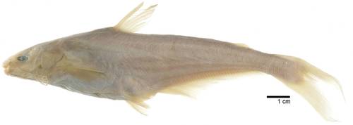 Helicophagus leptorhynchus