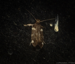 Macrobathra alternatella