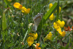 Polyommatus icarus