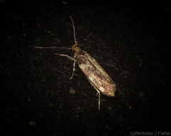 Macrobathra alternatella