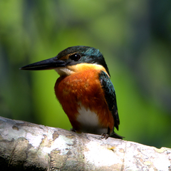 Chloroceryle aenea