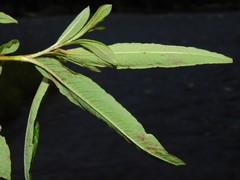 Salix pellita