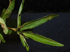 Salix pellita