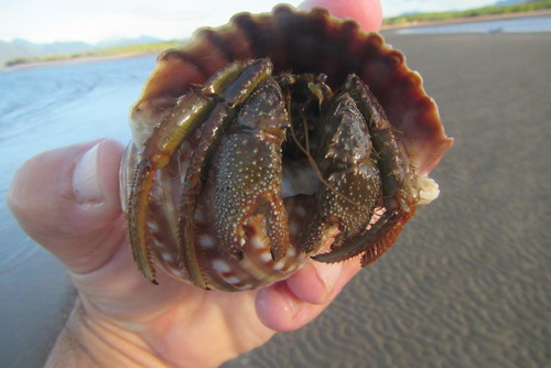 Diogenidae